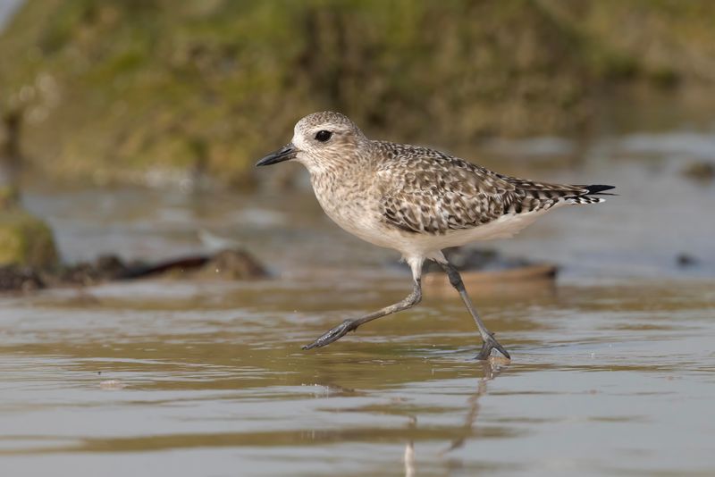 Grey Plover.    Senegal