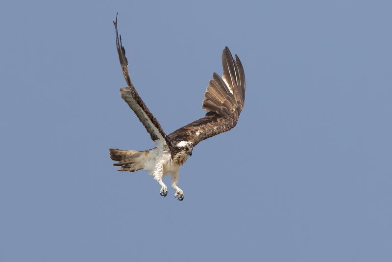 Osprey    Senegal