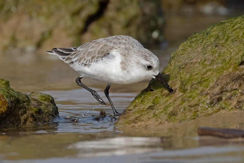 Sanderling  Senegal