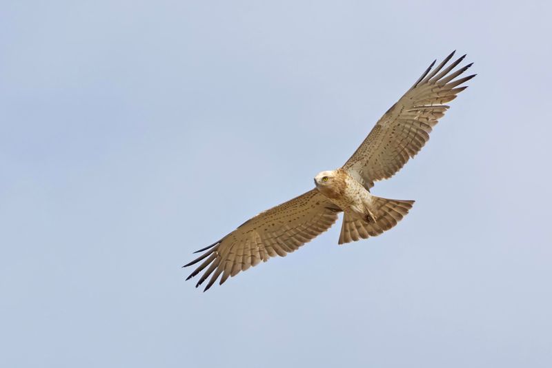 Short-toed Snake Eagle.    Senegal