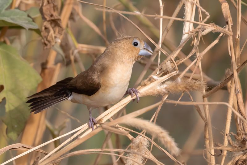 Silverbill,African 