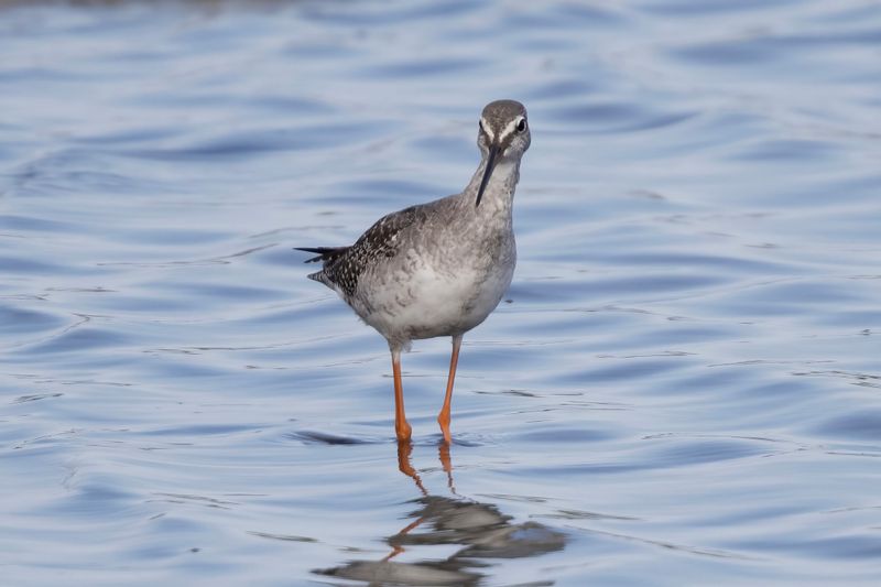 Redshank,Spotted 