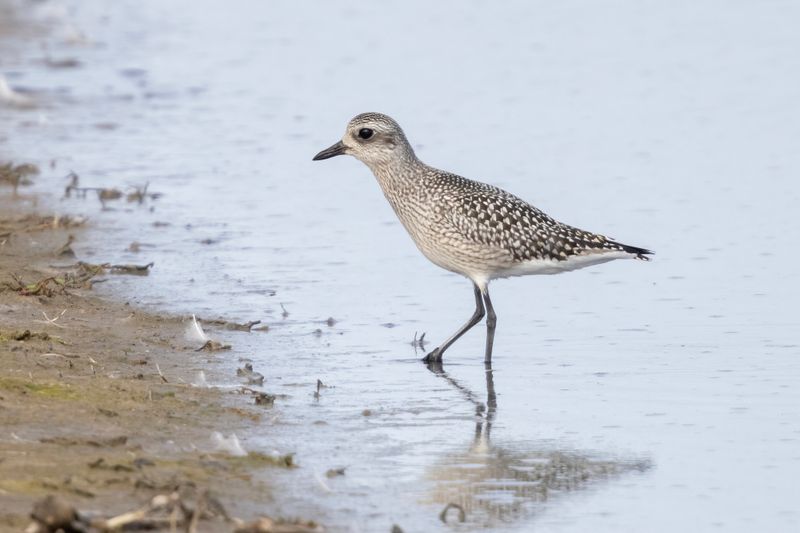 Plover,Grey 