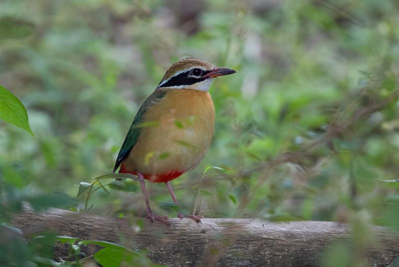 Indian Pitta    Sri Lanka