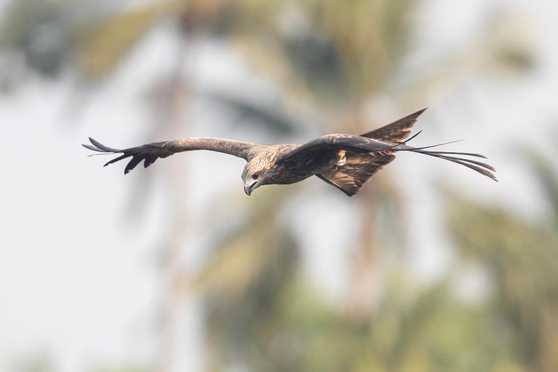 Black Kite    Goa