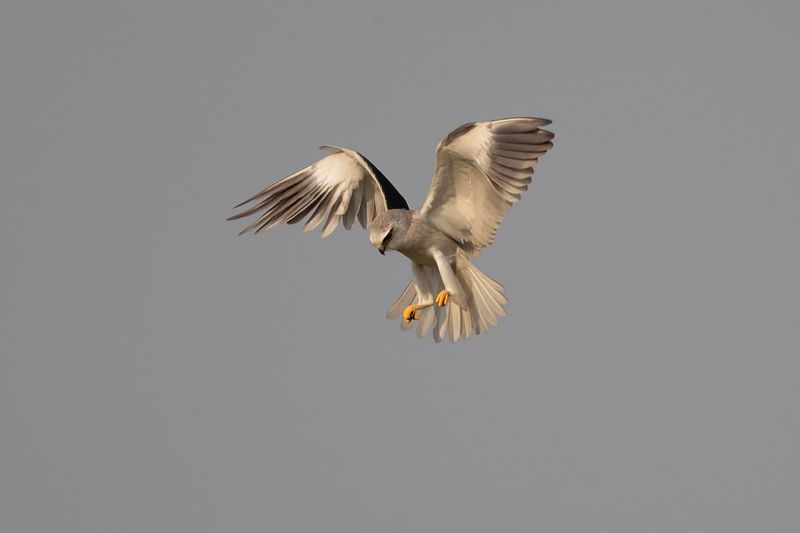 Black-winged Kite  Goa,India