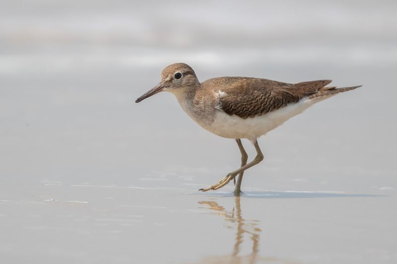 Common Sandpiper Goa