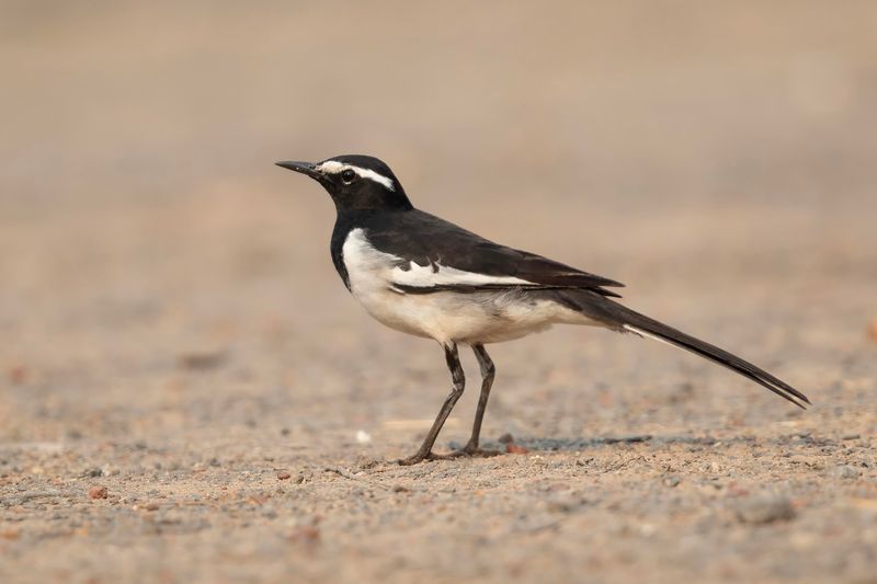Wagtail,White-browed 