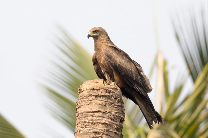 Black Kite    Goa