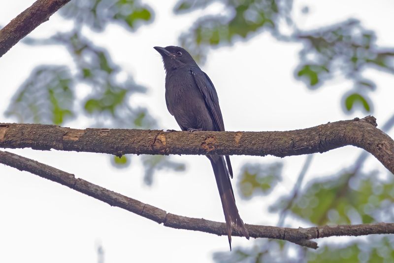 Bronze Drongo.    Goa