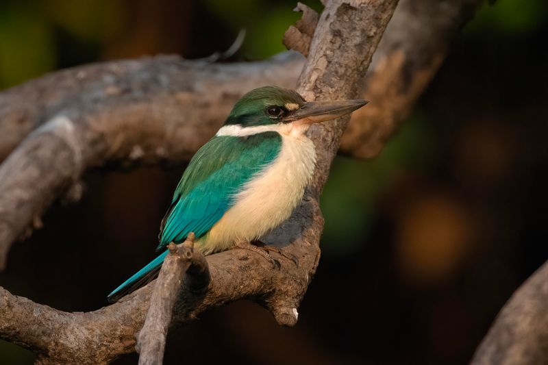 Collared Kingfisher  Goa