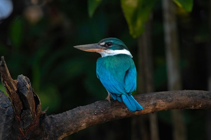 Collared Kingfisher  Goa