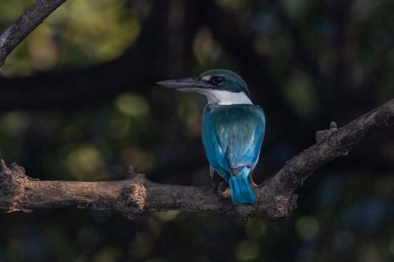 Collared Kingfisher  Goa