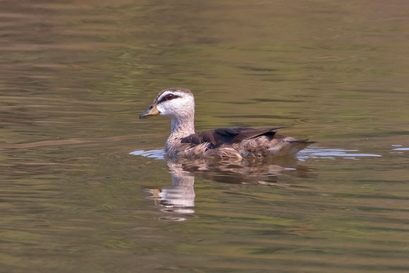 Cotton Pygmy Goose Goa