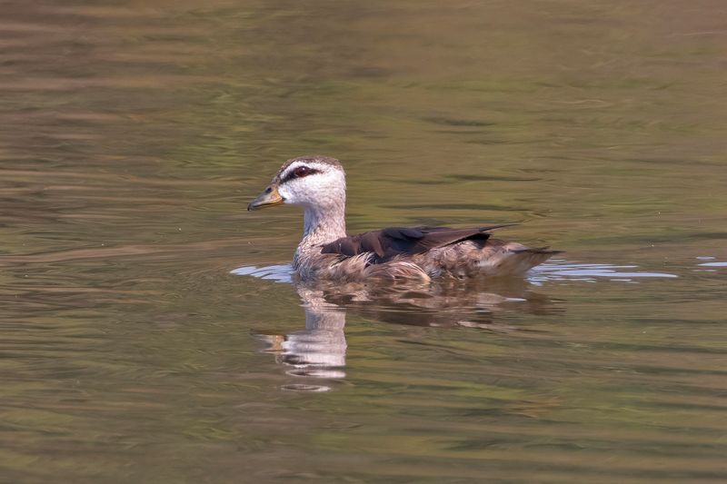 Cotton Pygmy Goose    Goa