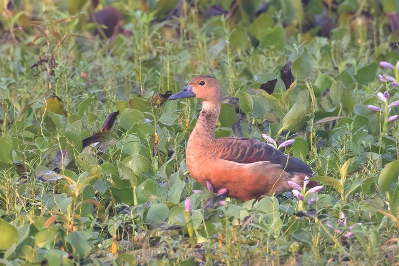 Lesser Whistling Duck.   Goa,India