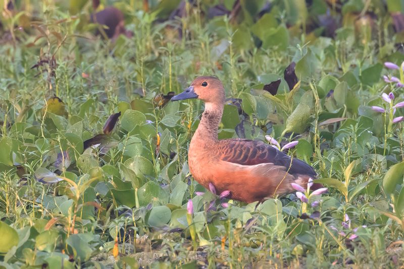 Duck, Lesser Whistling 