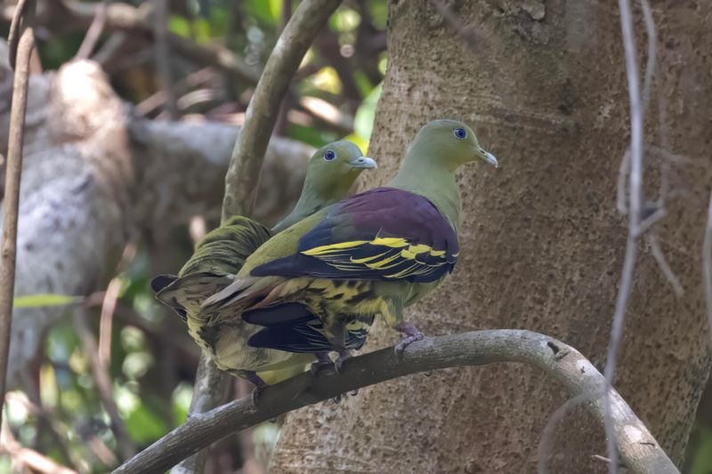 Grey-fronted Green Pigeon.   Goa