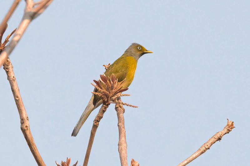 Grey-headed Bulbul.    Goa