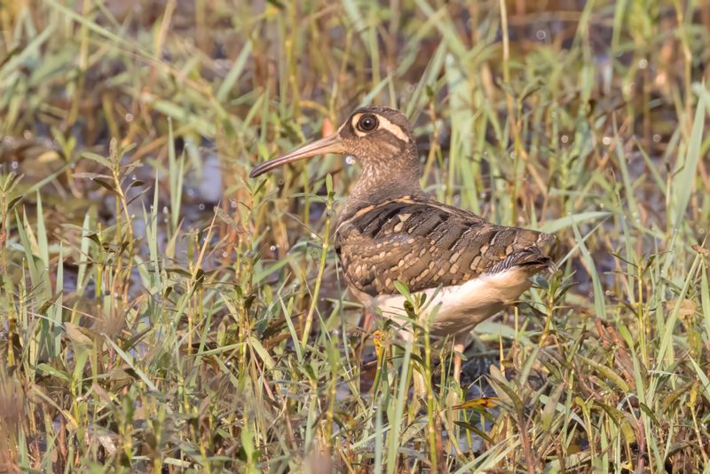 Snipe,Greater Painted 