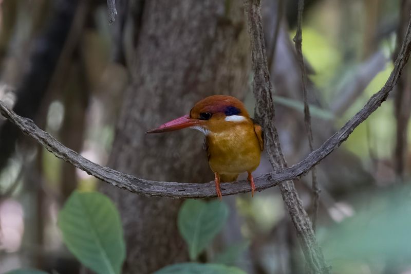 Oriental Dwarf Kingfisher      Goa