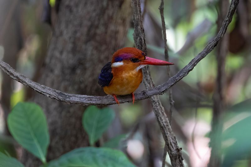 Oriental Dwarf Kingfisher      Goa