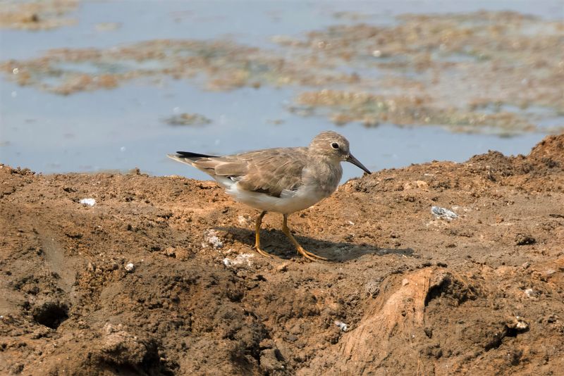 Temmink's Stint.    Goa