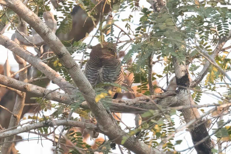 Jungle Owlet.    Goa