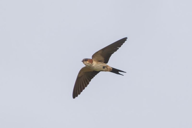 Swallow,Red-rumped