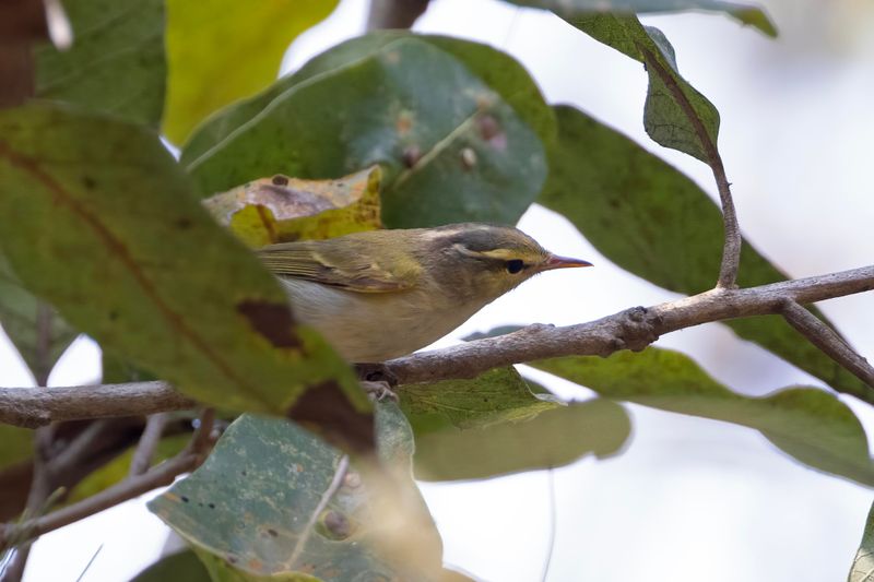 Western Crowned Warbler.    Goa