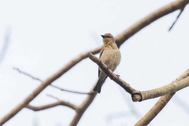 Yellow-throated Sparrow.   Goa.