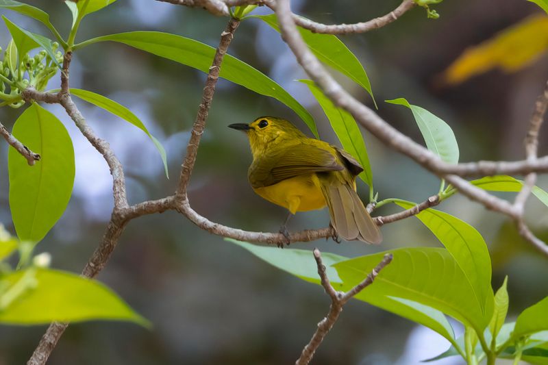 Yellow-browed Bulbul.   Goa