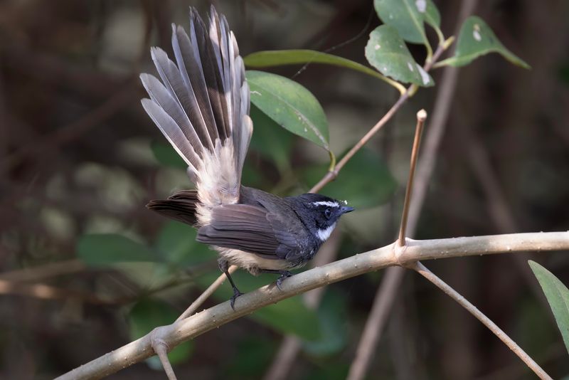 Spot-breasted Fantail  Goa