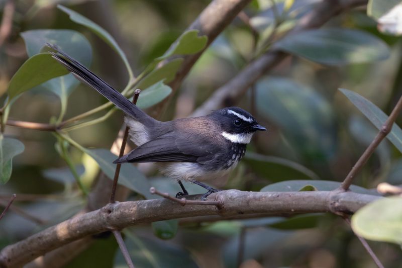 Fantail,Spot-breasted