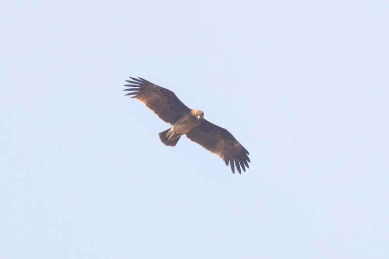 Indian Spotted Eagle.     Goa