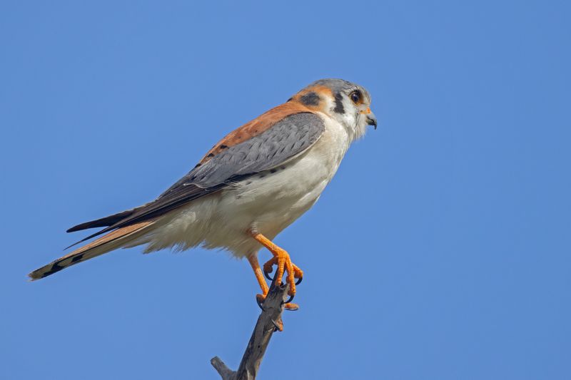 American Kestrel   Cuba 