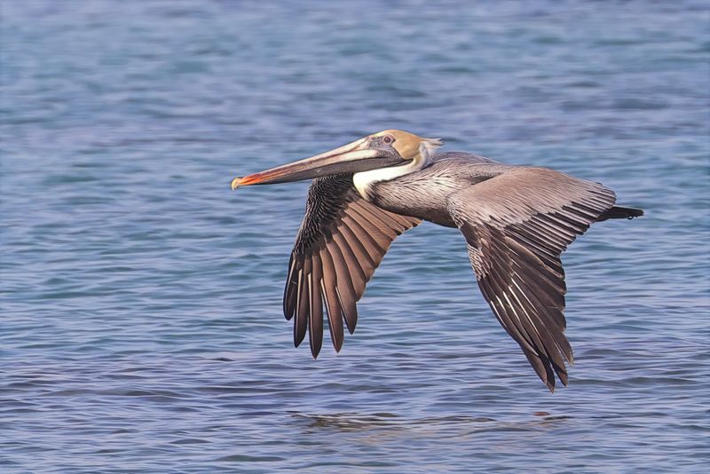 Brown Pelican.  Cuba
