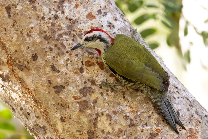 Cuban Green Woodpecker      endemic to Cuba