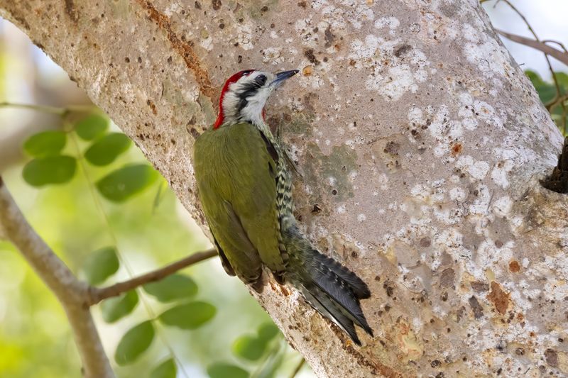 Cuban Green Woodpecker      endemic to Cuba