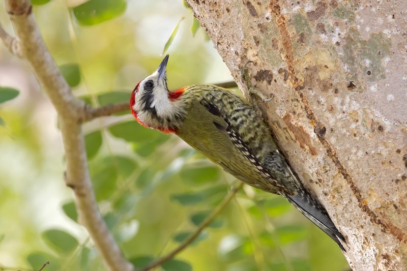 Cuban Green Woodpecker      endemic to Cuba