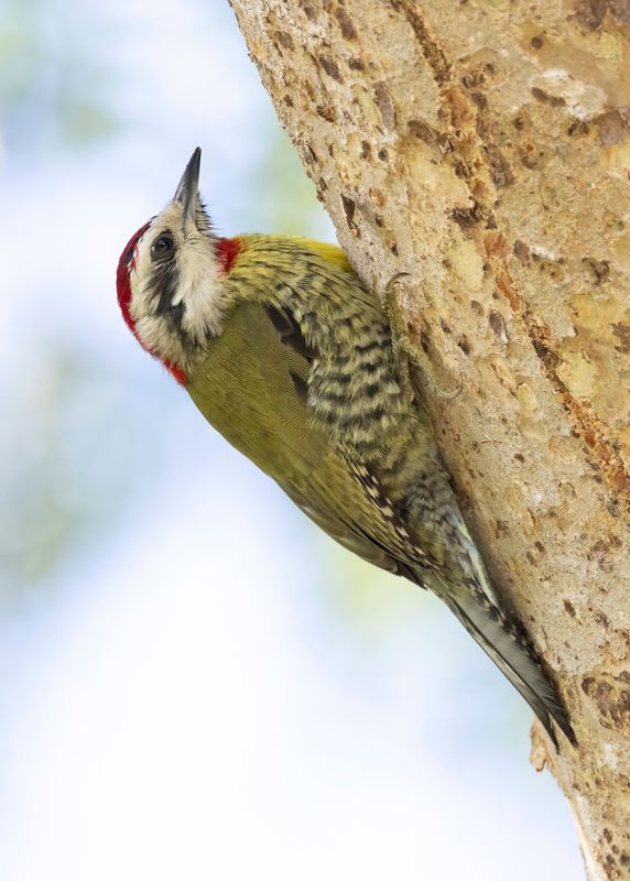 Cuban Green Woodpecker      endemic to Cuba