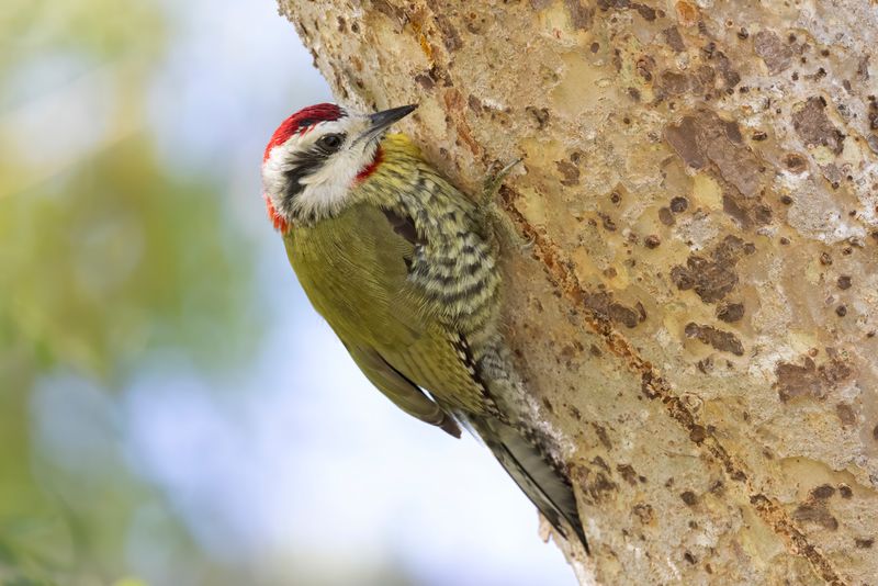 Cuban Green Woodpecker      endemic to Cuba