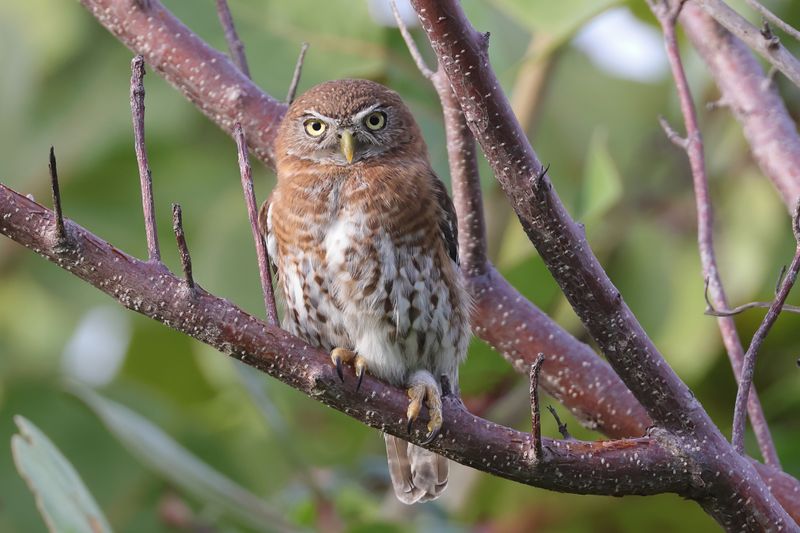 Cuban Pygmy Owl      endemic to Cuba