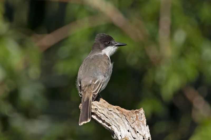 Grey Kingbird.    Cuba
