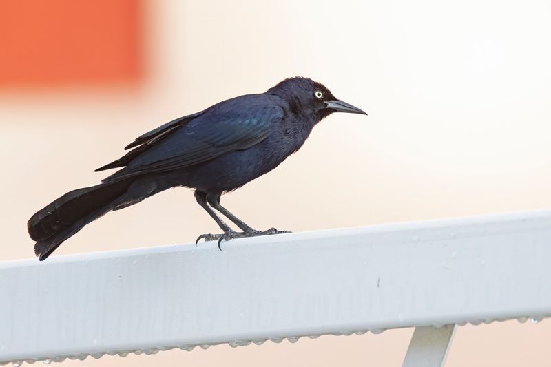 Greater Antillean Grackle.    Cuba