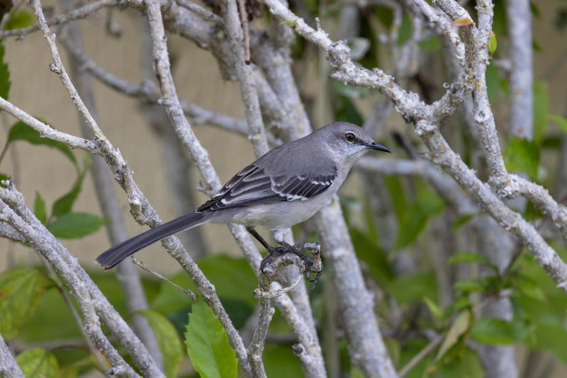 Northern Mockingbird.   Cuba