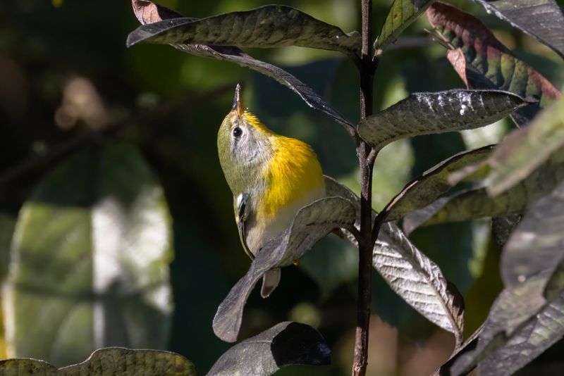 Northern Parula.   Cuba