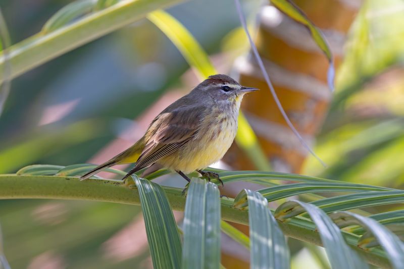 Palm Warbler.    Cuba