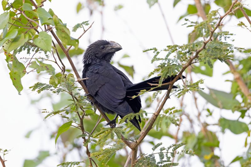 Smooth-billed Ani.    Cuba