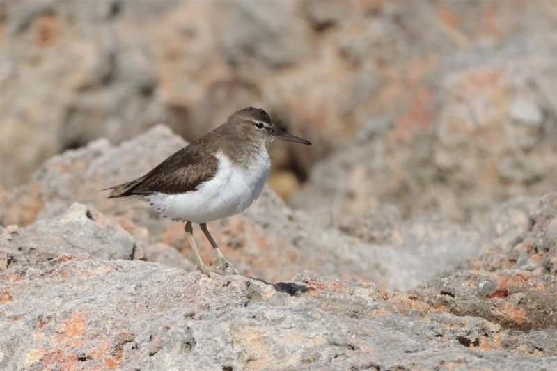 Spotted Sandpiper.     Cuba